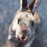 New “Bad Rabbit” Ransomware hits Russia and Ukraine