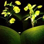 Researchers Created Glowing Plants to Substitute Streetlights