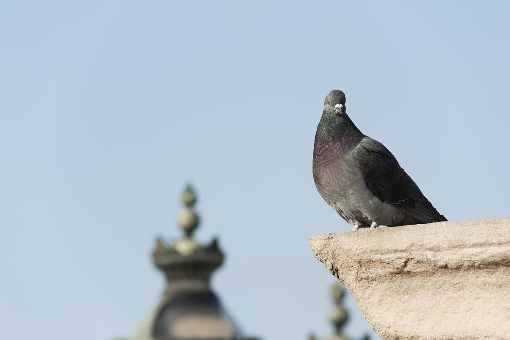 Starlink pigeons