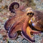 You need to see this stunning video of a rare blanket octopus